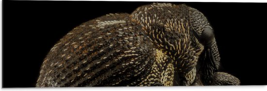 WallClassics - Dibond - Scarabée sur fond noir - Photo sur aluminium 90x30 cm (avec système d'accrochage)