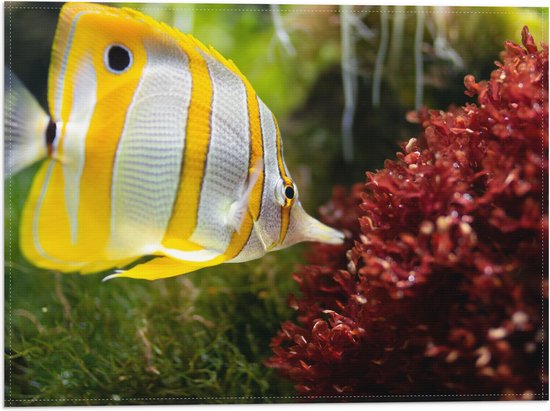 WallClassics - Drapeau - Jaune avec poisson-papillon Witte dans l' Water - 40x30 cm Photo sur drapeau en polyester