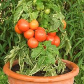 BIO tomaten zaden - Pottomaat Rotkappchen