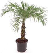 Palmboom zaden (5 stuks) - Phoenix Roebelenii - Dwergdadelpalm