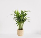 Areca in sierpot Jacky Vanille – luchtzuiverende kamerplant – eenvoudig te onderhouden Goudpalm - 35-50cm - Ø13 – geleverd met plantenpot – vers uit de kwekerij