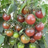 BIO tomaten zaden - Cherrytomaat Black Cherry