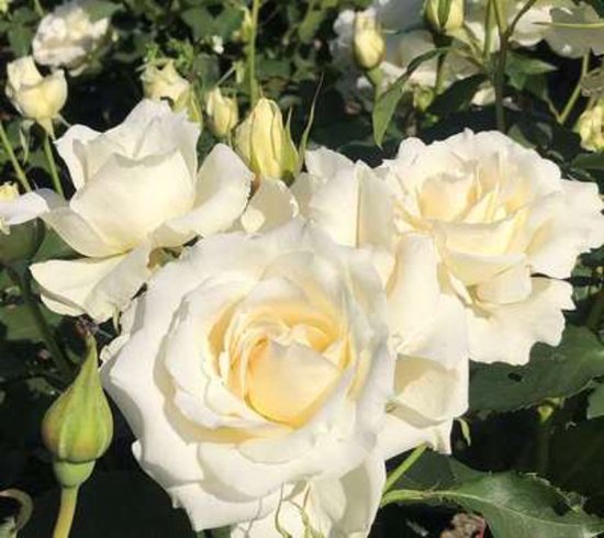 Rosa 'White Symphony' - Roos in pot