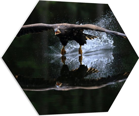 WallClassics - PVC Schuimplaat Hexagon  - Adelaar Vlak Boven het Wateroppervlak - 70x60.9 cm Foto op Hexagon (Met Ophangsysteem)