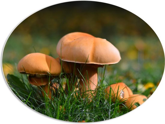 WallClassics - Panneau de mousse PVC ovale - Petits champignons marron - 96x72 cm Photo sur ovale (avec système de suspension)