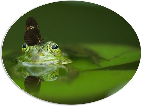 WallClassics - PVC Schuimplaat Ovaal - Kikker in het Water met een Vlinder op zijn Neus - 80x60 cm Foto op Ovaal  (Met Ophangsysteem)