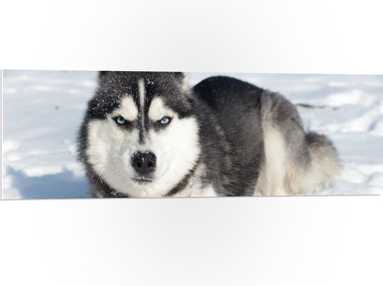 WallClassics - PVC Schuimplaat - Boze Husky in de Sneeuw - 120x40 cm Foto op PVC Schuimplaat (Met Ophangsysteem)