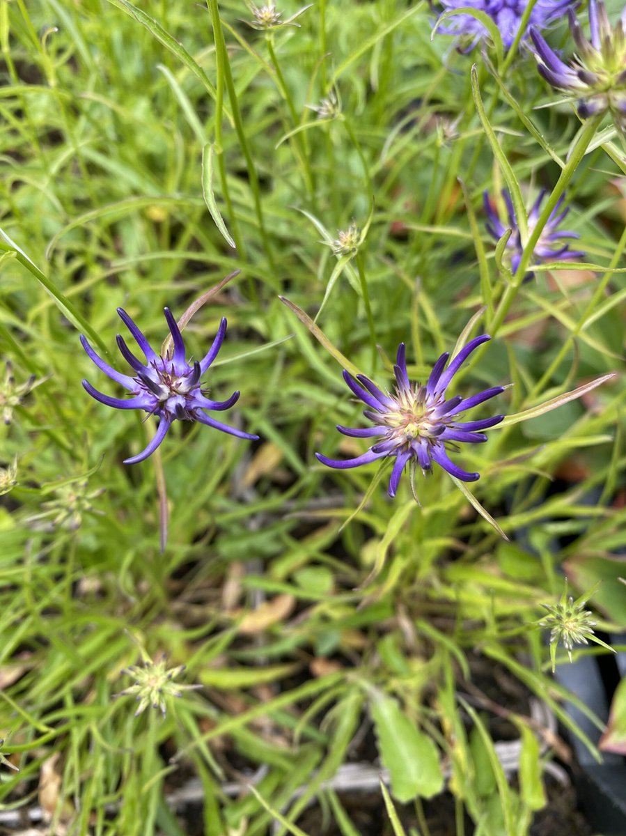 6 x Phyteuma scheuchzeri - Rapunzel - P9 Pot (9 x 9cm) - Dima Vaste Planten