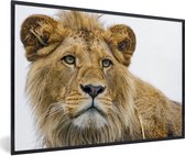 Photo encadrée - Lion mâle sur fond blanc cadre photo noir sans passe partout 60x40 cm - Affiche encadrée (Décoration murale salon / chambre)