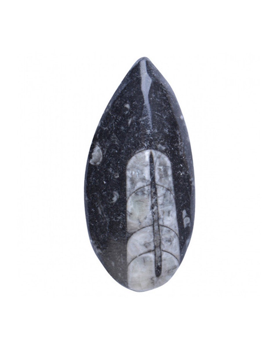 Stones & Bones® Orthoceras geslepen