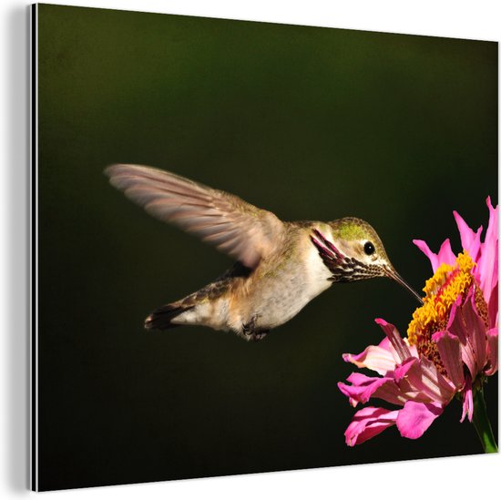Un colibri calliope sur une plante rose Aluminium 80x60 cm - Tirage photo sur aluminium (décoration murale métal)
