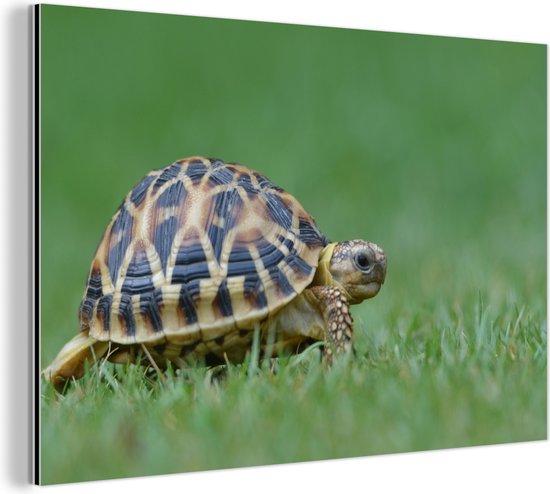 Wanddecoratie Metaal - Aluminium Schilderij Industrieel - Schildpad op gras - 30x20 cm - Dibond - Foto op aluminium - Industriële muurdecoratie - Voor de woonkamer/slaapkamer