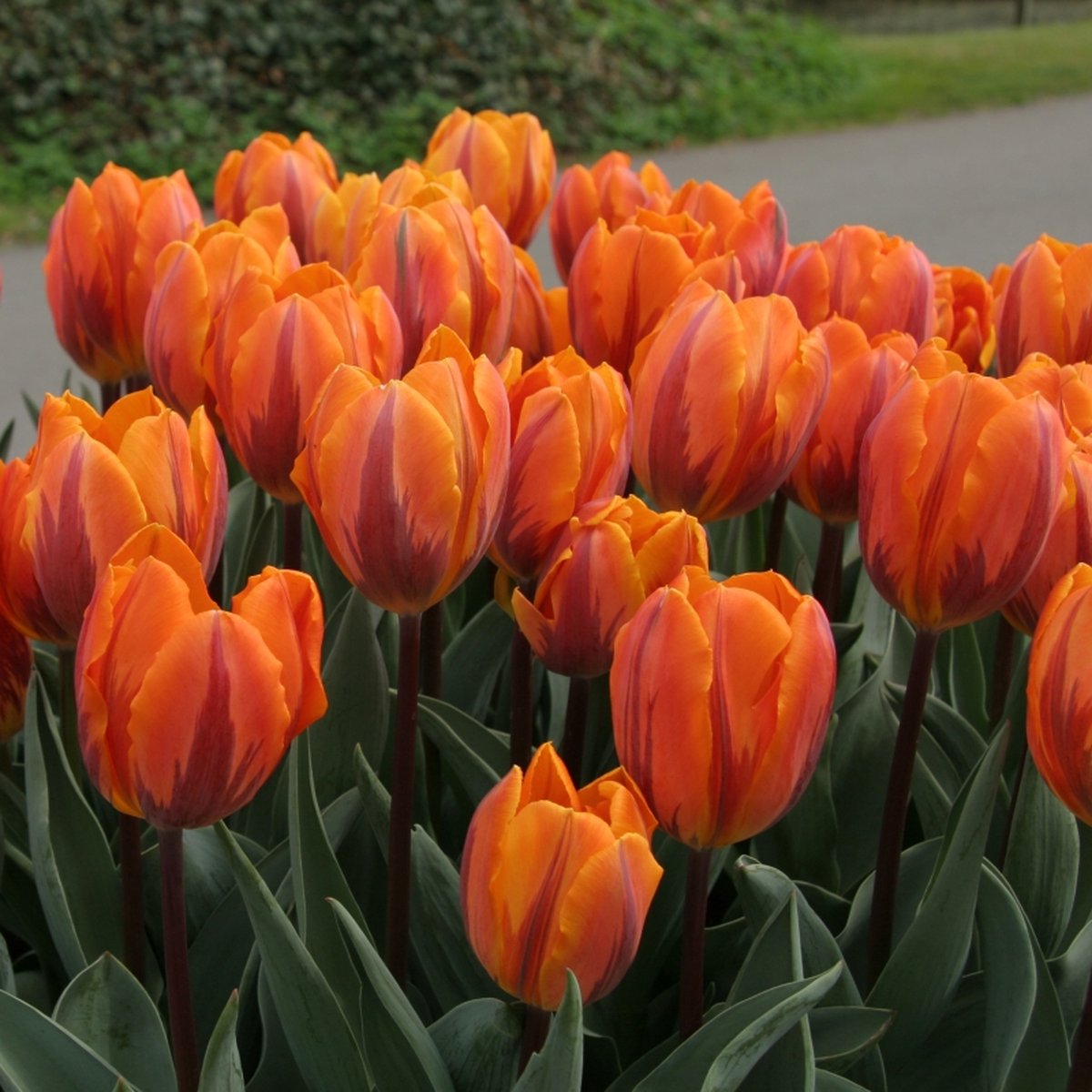Tulp Prinses Irene | 10 stuks | Enkel vroeg | Oranje | Tulpenbollen
