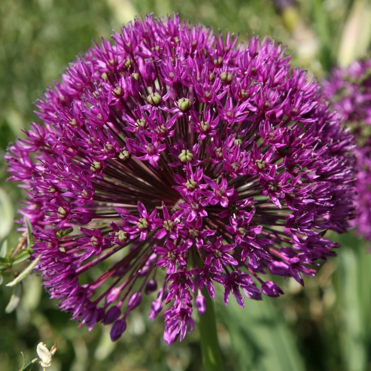 Allium Purple Sensation | 10 stuks | Paars | Sierui Bollen