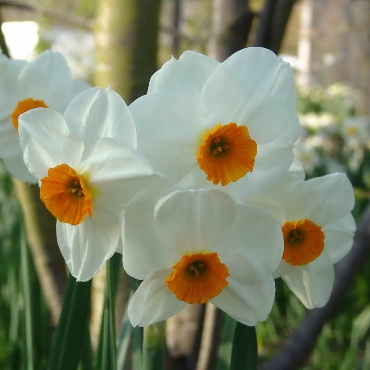 Narcis Geranium | 10 stuks | Tazetta | Oranje | Wit | Narcissenbollen