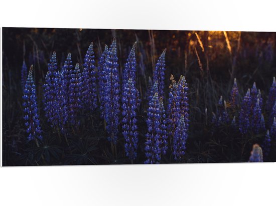 WallClassics - PVC Schuimplaat - Blauwe Lupine Plant - 100x50 cm Foto op PVC Schuimplaat (Met Ophangsysteem)