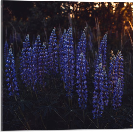 WallClassics - Acrylglas - Blauwe Lupine Plant - 50x50 cm Foto op Acrylglas (Met Ophangsysteem)