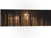 WallClassics - Plaque de Mousse PVC - Coucher de Soleil entre les Arbres - 90x30 cm Photo sur Plaque de Mousse PVC
