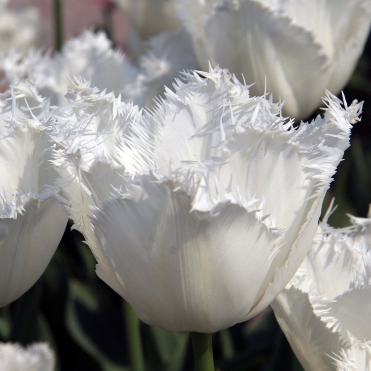 Tulp Honeymoon | 10 stuks | Gefranjerd | Wit | Tulpenbollen
