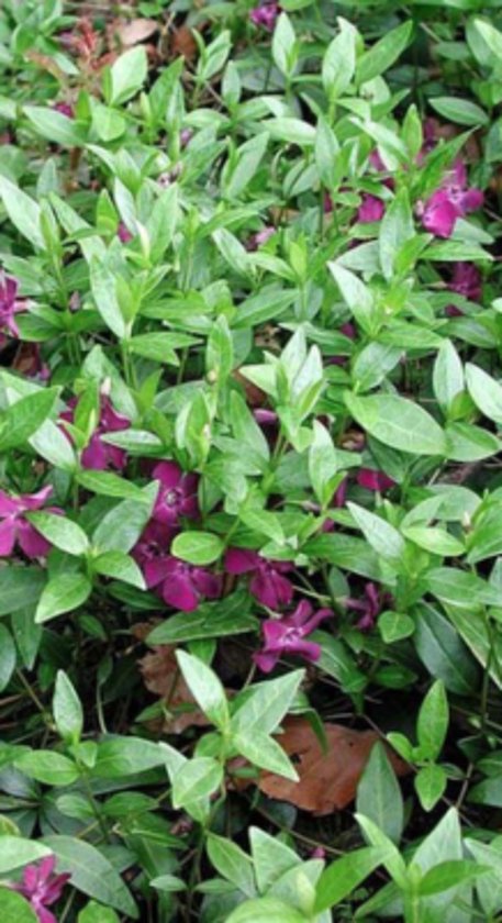 Vinca minor ‘Atropurpurea’ – Maagdenpalm