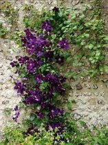Klim planten met paarse bloemen: CLEMATIS volledig overzicht van Bol.