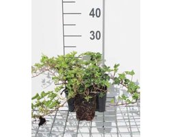 6 x Hedera helix 'Ivalace' - Klimop - pot 9 x 9 cm