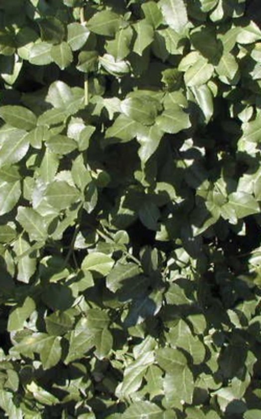 6 x Euonymus fortunei 'Dart's Blanket' - JAPANSE KARDINAALSHOED, KARDINAALSMUTS - pot 9 x 9 cm