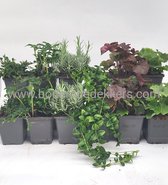 24x (stuks) Tuinplanten mix - 9cm pot - 12x 2 stuks in de mix - Bodembedekkers - Visuele mooie tuinplanten - Bodembedekker - Vaste plant - Tuinplant - Winterhard - Groenblijvend - Groen