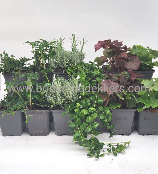 8x winterharde bodembedekkers 4 24x winterharde bodembedekkers - 24 stuks Tuinplanten mix - Groenblijvend - Vaste plant - Tuinplant