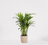 Areca in sierpot Feline – luchtzuiverende kamerplant – eenvoudig te onderhouden Goudpalm - 35-50cm - Ø13 – geleverd met plantenpot – vers uit de kwekerij
