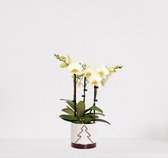 Phalaenopsis Multiflora wit in sierpot Addit Tree Bordeaux Rood – bloeiende witte Orchidee – kamerplant – 40-55cm - Ø13 – geleverd met plantenpot – vers uit de kwekerij