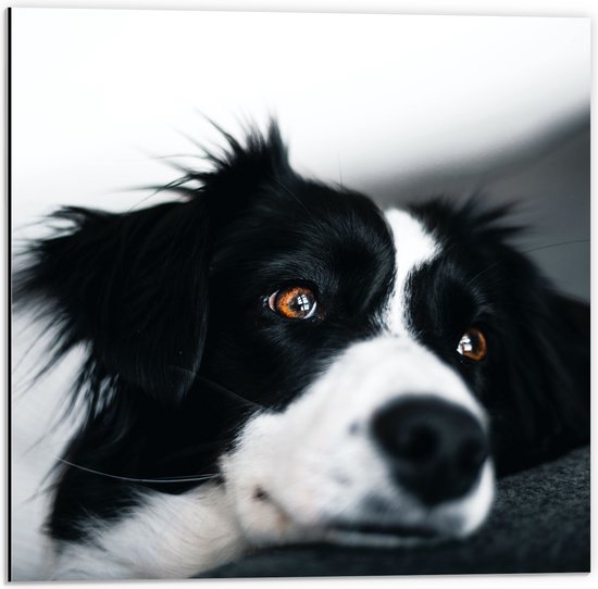WallClassics - Dibond - Zwart/Witte Hond op de Bank - 50x50 cm Foto op Aluminium (Met Ophangsysteem)