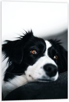 WallClassics - PVC Schuimplaat- Zwart/Witte Hond op de Bank - 60x90 cm Foto op PVC Schuimplaat