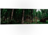 WallClassics - PVC Schuimplaat- Smalle Bomen in Donkergroen gekleurd Bos - 120x40 cm Foto op PVC Schuimplaat