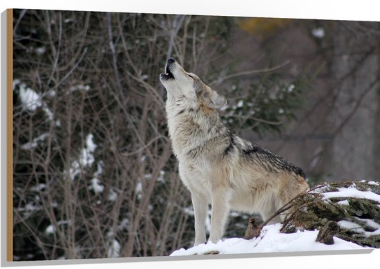 WallClassics - Hout - Huilende Wolf in de Sneeuw - 120x80 cm - 12 mm dik - Foto op Hout (Met Ophangsysteem)