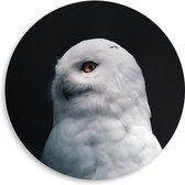 WallClassics - Panneau mural en mousse PVC - Hibou Witte sur fond noir - Photo 50 x 50 cm sur panneau mural (avec système de suspension)