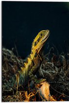WallClassics - Dibond - Hagedis in het Donker - 50x75 cm Foto op Aluminium (Met Ophangsysteem)