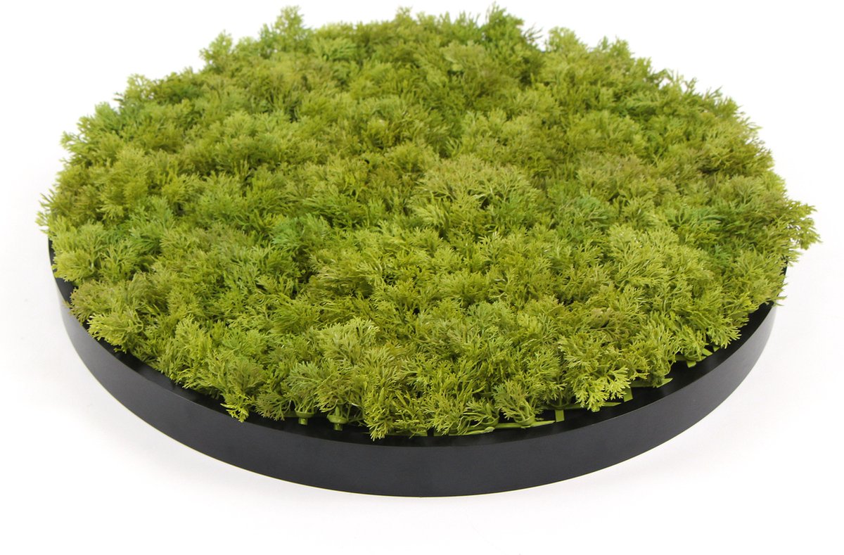 Kunstmos wanddecoratie – Moscirkel Lime Green – 50 cm – Aluminium frame antracietlook – Binnen & buiten – Onderhoudsvrij