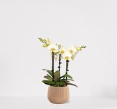 Phalaenopsis Multiflora wit in sierpot Livia Vanille – bloeiende witte Orchidee – kamerplant - 40-55cm - Ø15 – geleverd met plantenpot – vers uit de kwekerij
