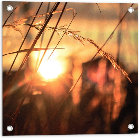 WallClassics - Poster de jardin - Rayons de soleil à travers les roseaux - 50x50 cm Photo sur Poster de jardin (décoration murale pour l'extérieur et l'intérieur)