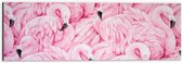 WallClassics - Dibond - Getekende Roze Flamingos - 60x20 cm Foto op Aluminium (Met Ophangsysteem)