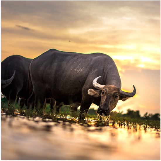 WallClassics - Poster Glossy - Bull in the Wild - 100x100 cm Photo sur Papier Poster avec Finition Brillante