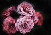 Fotobehang - Vlies Behang - Roze en Rode Rozen op Zwarte Achtergrond - Bloemen - Pioenrozen - 368 x 254 cm