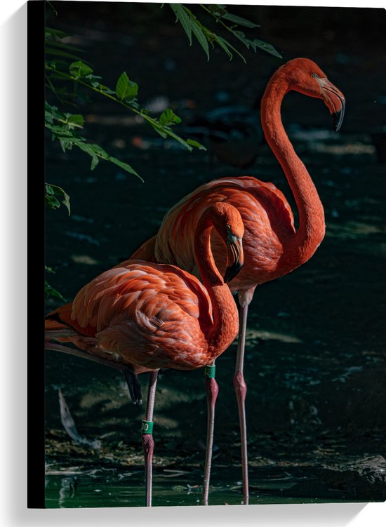 WallClassics - Canvas  - Twee Flamingos in de Schaduw - 40x60 cm Foto op Canvas Schilderij (Wanddecoratie op Canvas)