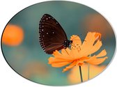 WallClassics - Dibond Ovaal - Zwart / Bruine Vlinder op Oranje Bloem - 40x30 cm Foto op Ovaal (Met Ophangsysteem)