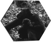 WallClassics - Dibond Hexagon - Chimpansee met Baby Zwart / Wit - 30x26.1 cm Foto op Hexagon (Met Ophangsysteem)