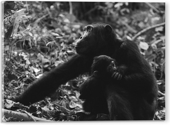 WallClassics - Acrylglas - Chimpansee met Baby Zwart / Wit - 40x30 cm Foto op Acrylglas (Met Ophangsysteem)