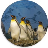 WallClassics - Dibond Muurcirkel - Keizer Pinguïns op een Rijtje - 50x50 cm Foto op Aluminium Muurcirkel (met ophangsysteem)