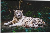 WallClassics - Acrylglas - Witte Tijger in de Jungle - 60x40 cm Foto op Acrylglas (Wanddecoratie op Acrylaat)