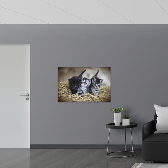 WallClassics - Muursticker - Trois Bébé Chatons Mignons - 105x70 cm Photo sur Muursticker